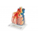 model płata płucnego z otaczającymi naczyniami krwionośnymi - 130-krotne powiększenie - 3b smart anatomy 1008493 g60 3b scientific modele anatomiczne 6